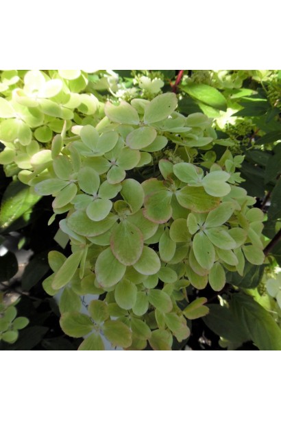 Hydrangea paniculata ‘Pastelgreen’